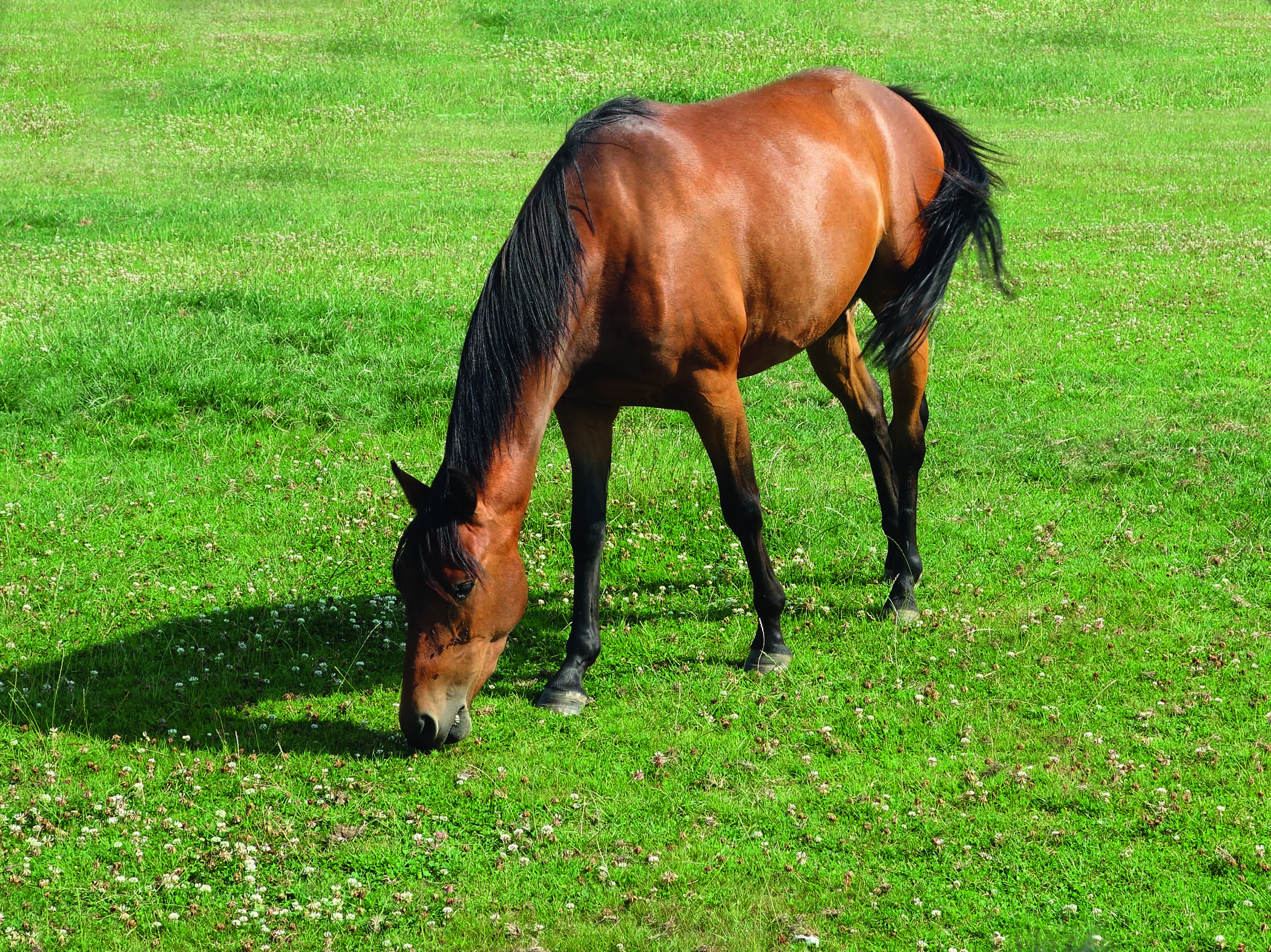 New partnership in equine nutrition | OvertheCounter