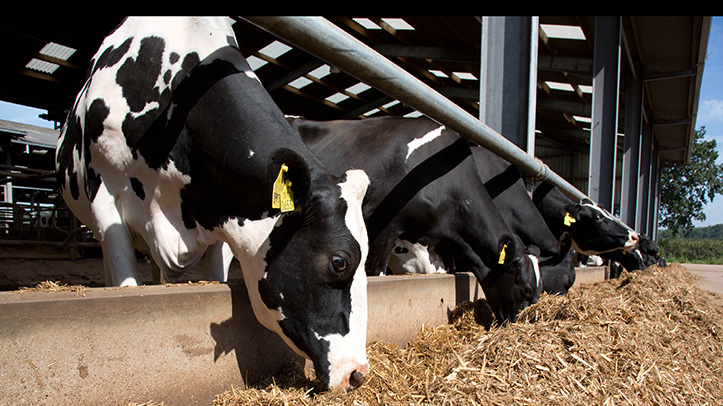 Carr's Billington launches dairy rumen buffer | OvertheCounter