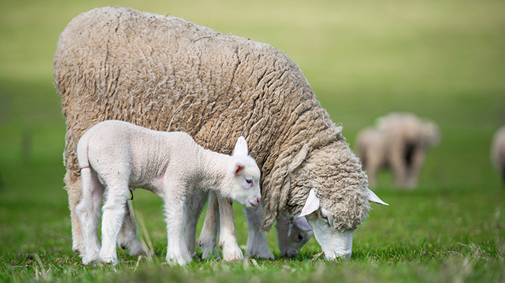 SCOPS encourages sheep farmers to take practical steps to reduce wormer ...