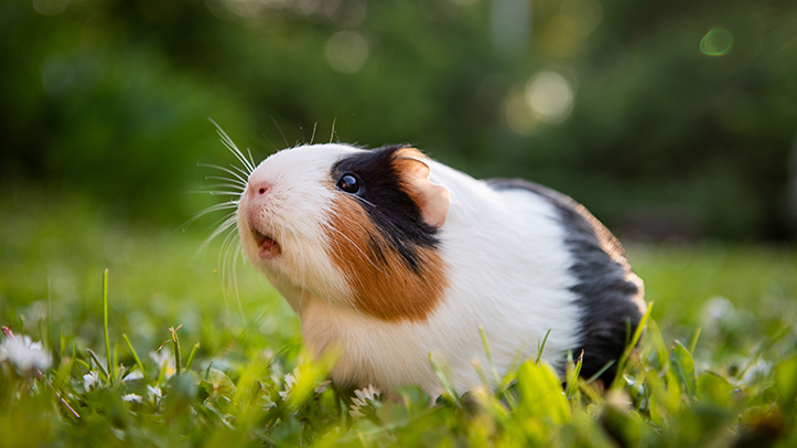 Guinea Pig Welfare Forum to take place on September 19 OvertheCounter